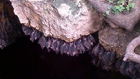 Monfort Bat Sanctuary (Samal Island): All You Need .